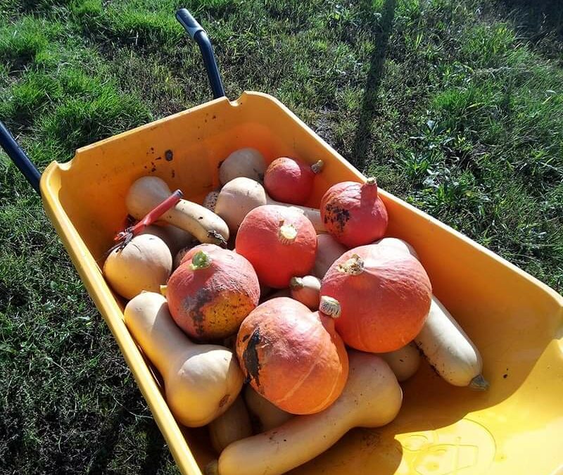 « Mets des légumes dans ta vie ! »